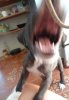 2016-02-26_Seeleopardenwelpe.jpg