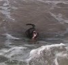 2016-03-25_Hundi schwimmt Welle.jpg