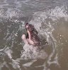 2016-03-25_Hundi schwimmt Welle 2.jpg