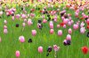 Tulpen.jpg